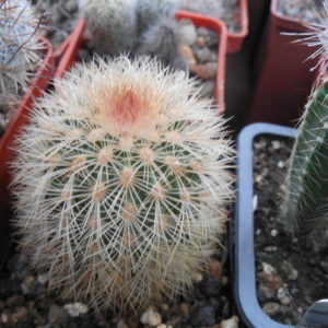 Echinocereus aff. dasyacanthus - Kohres -