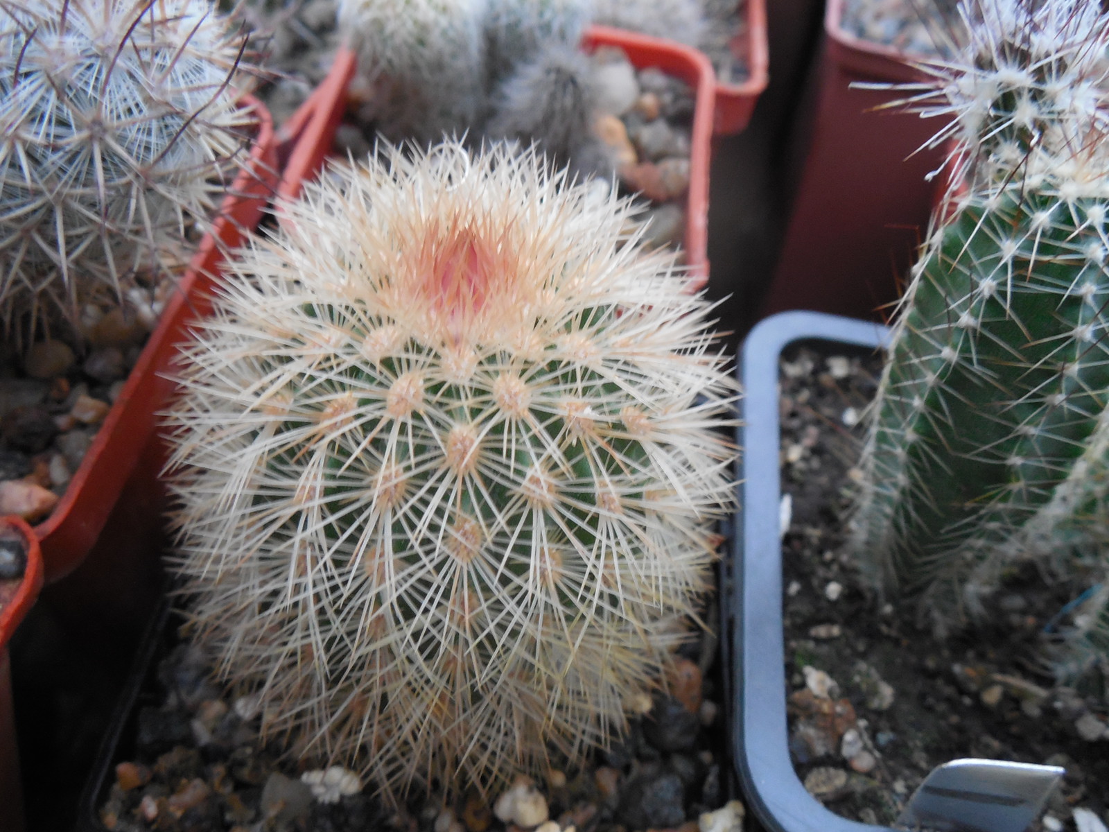Echinocereus aff. dasyacanthus - Kohres -