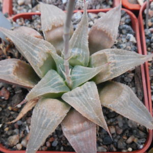 Haworthia retusa - v. acuminata