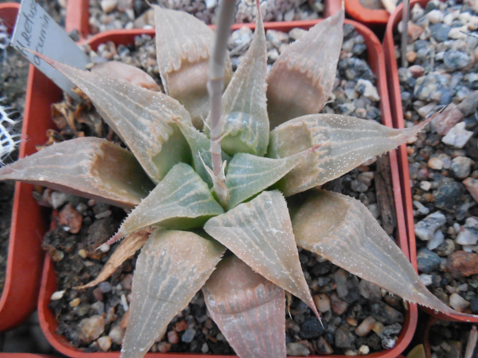 Haworthia retusa - v. acuminata