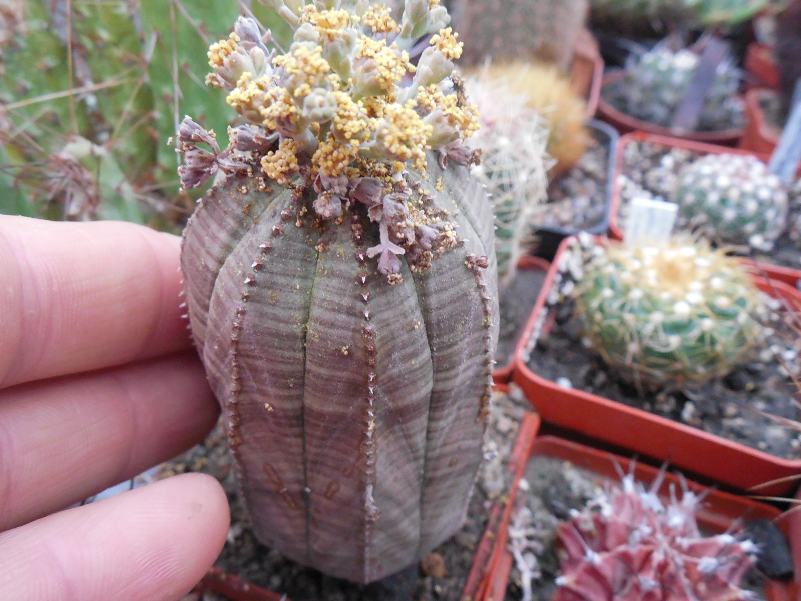 Euphorbia obesa