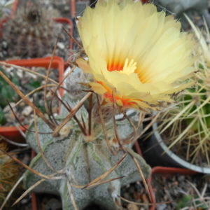 Astrophytum niveum - cv.Weisse Stachel
