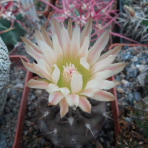 Neoporteria (horridocactus) curvispina - v. heinrichianus KK 32 - MG -