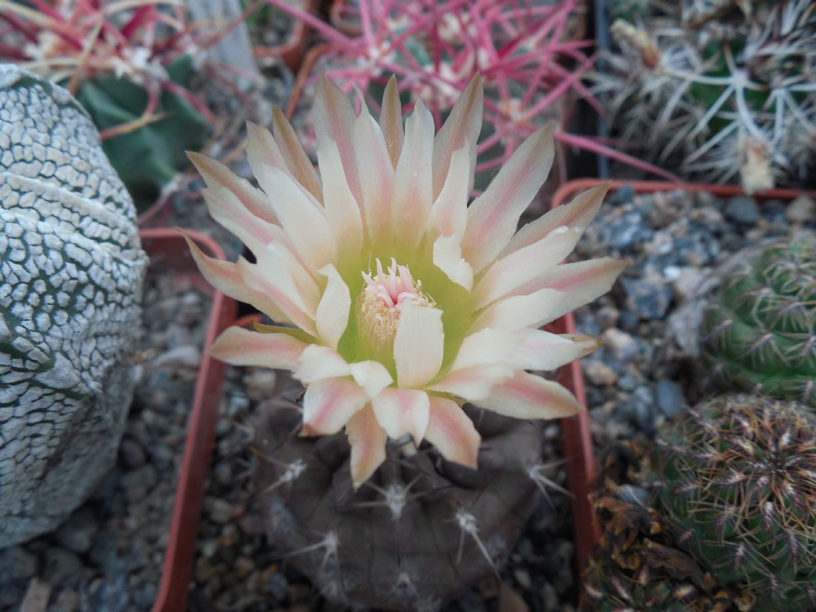 Neoporteria (horridocactus) curvispina - v. heinrichianus KK 32 - MG -