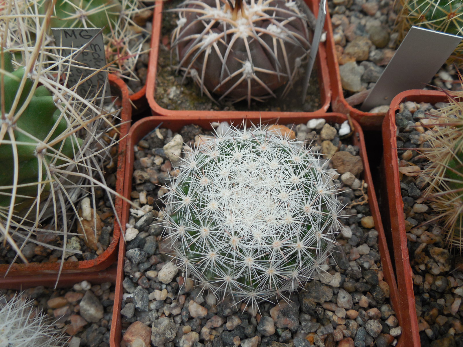 Mammillaria candida SB 466 - MG -