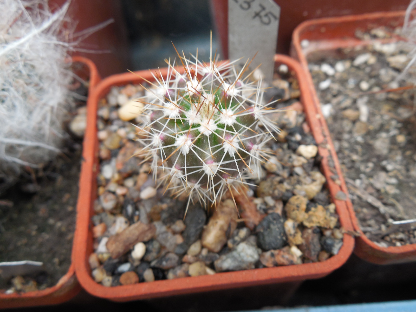 Echinocereus stoloniferus - v.tayopensis L 779 - Deherdt -