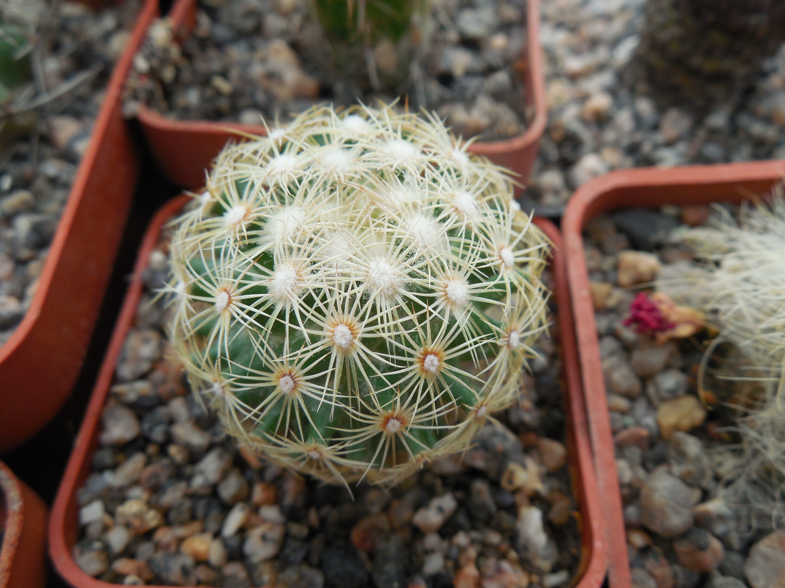 Coryphantha palmeri GL 66 - ne Aramberri, NL.   MG