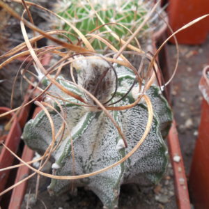 Astrophytum capricorne- cv.Weisse Stachel