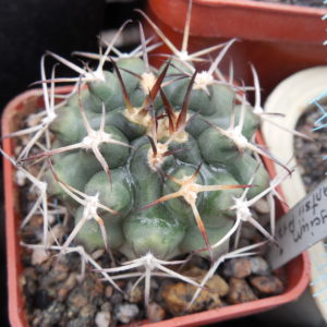 Gymnocalycium schikendantsii P 17s - Piltz -