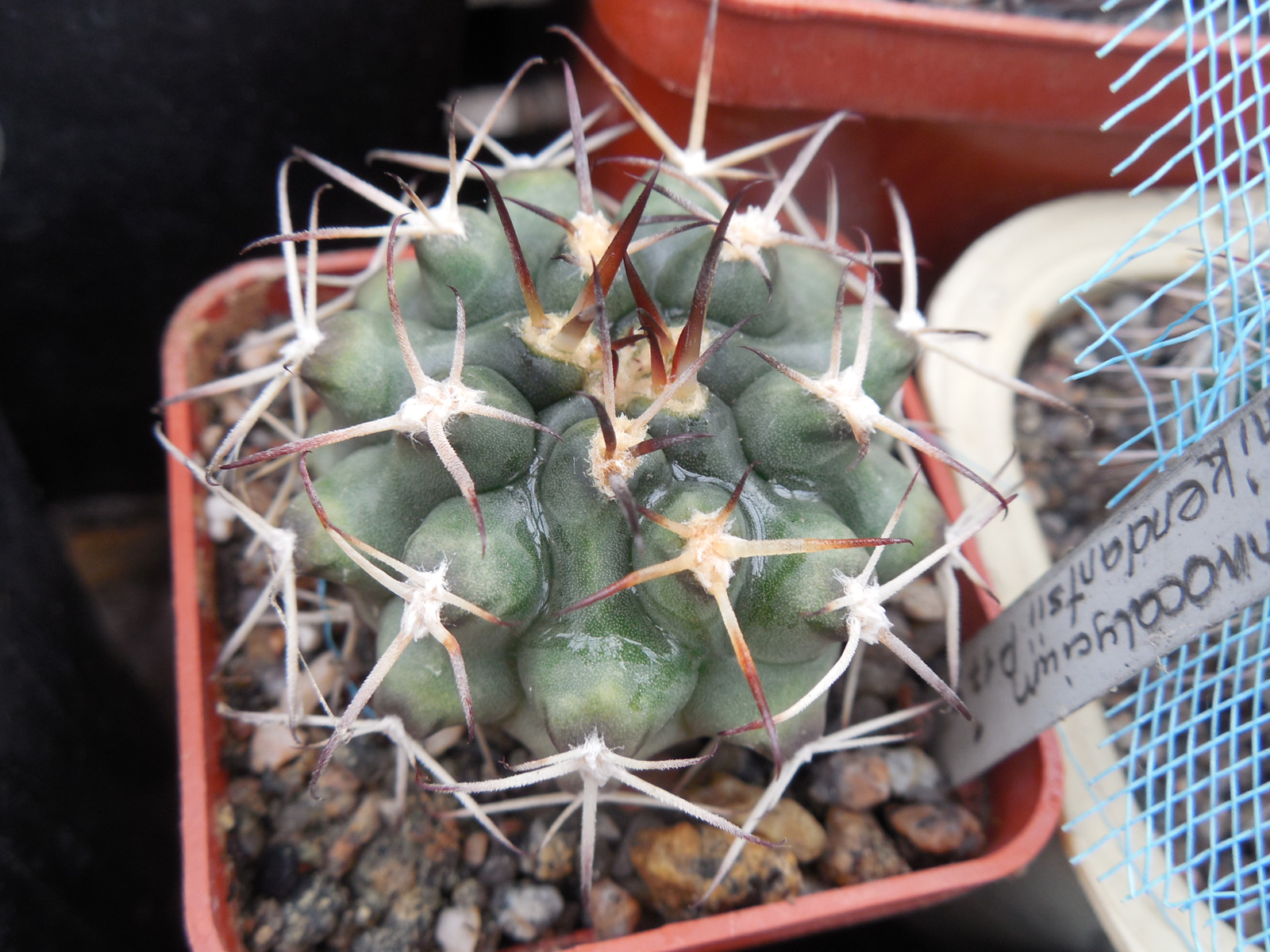 Gymnocalycium schikendantsii P 17s - Piltz -