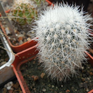 Escobaria  laredoi SB 289 - MG -