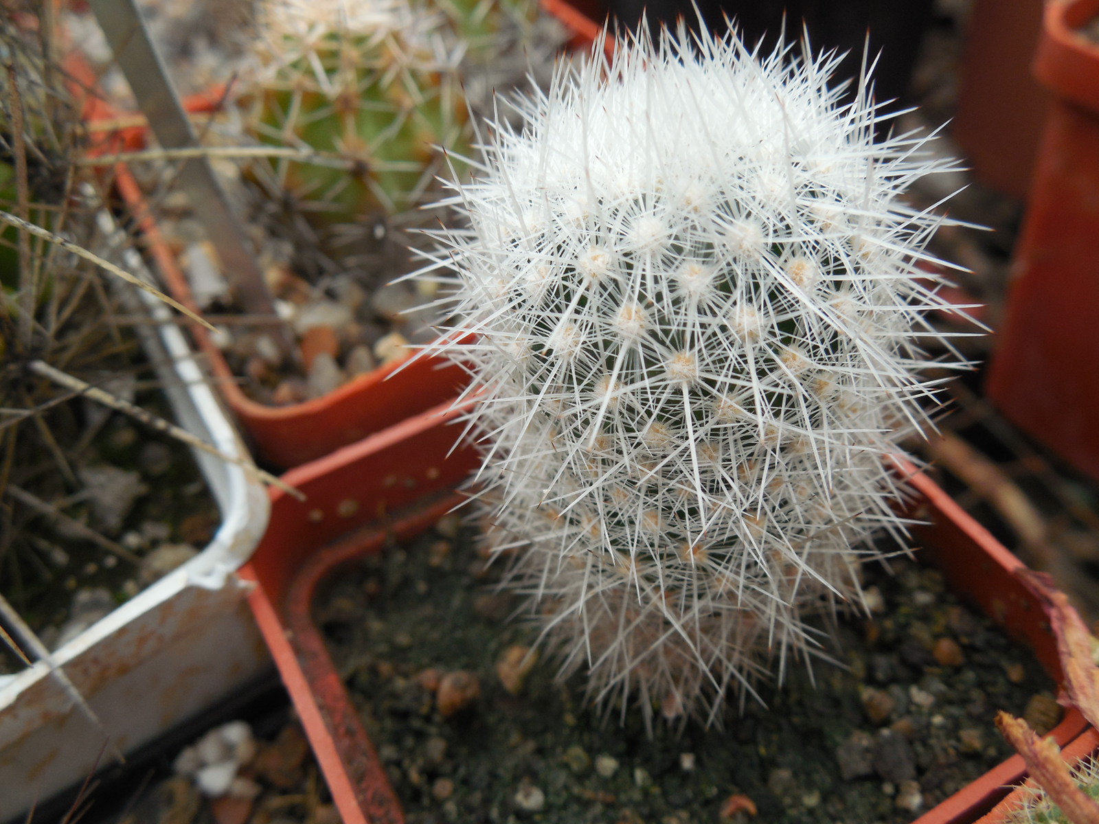 Escobaria  laredoi SB 289 - MG -