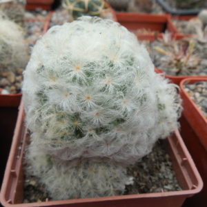 Mammillaria plumosa