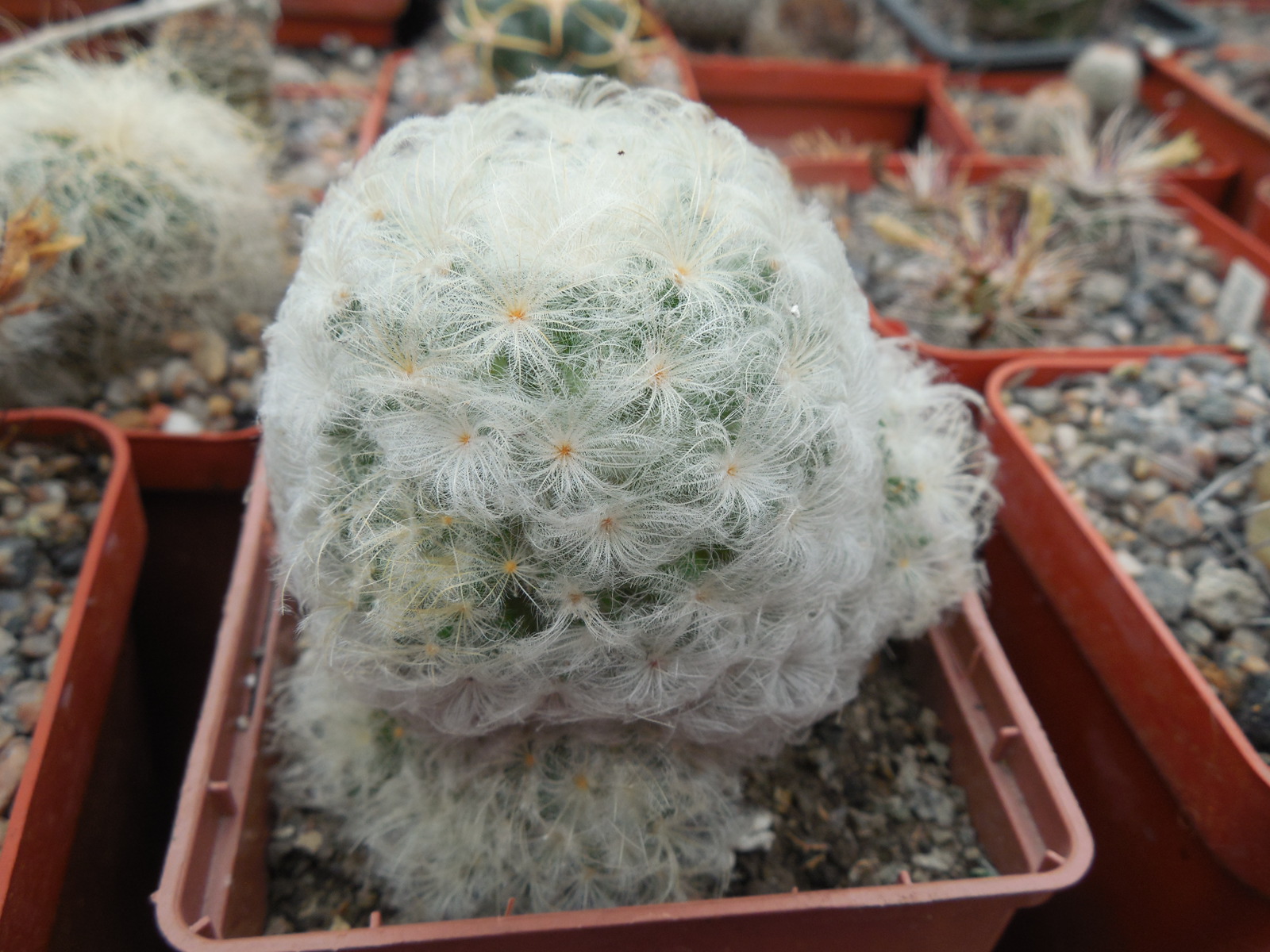 Mammillaria plumosa