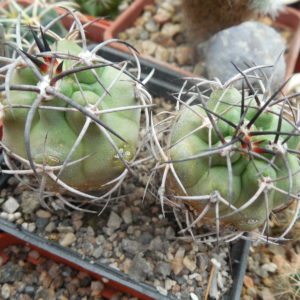 Copiapoa coquimbana WM 216 - La Serena - Piltz -