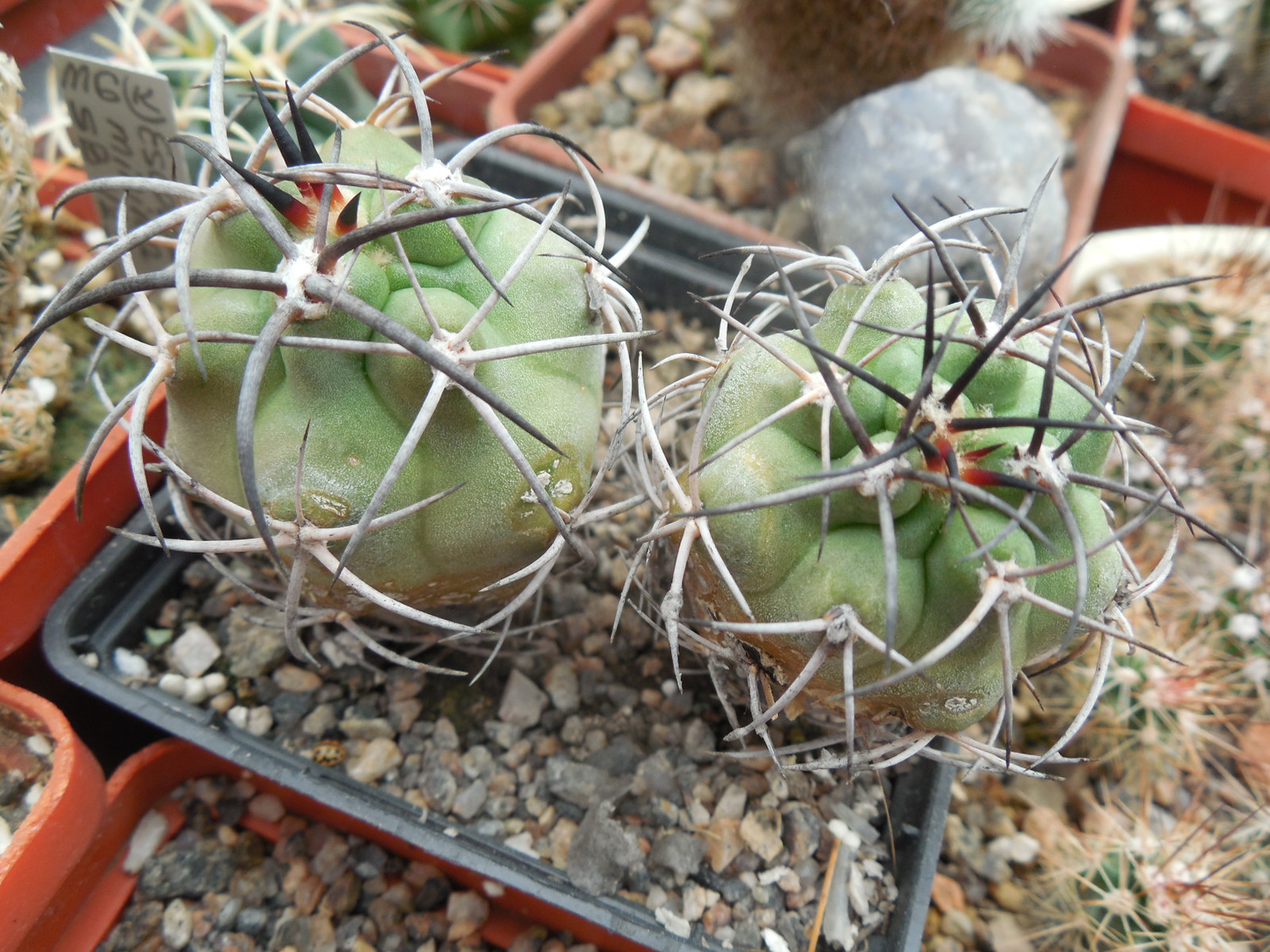 Copiapoa coquimbana WM 216 - La Serena - Piltz -