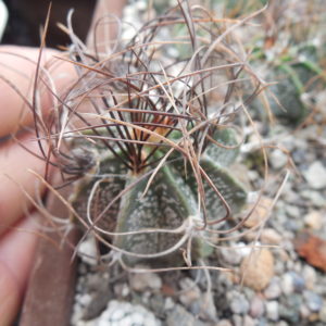 Astrophytum capricorne - v.minor SB 1171 - MG -