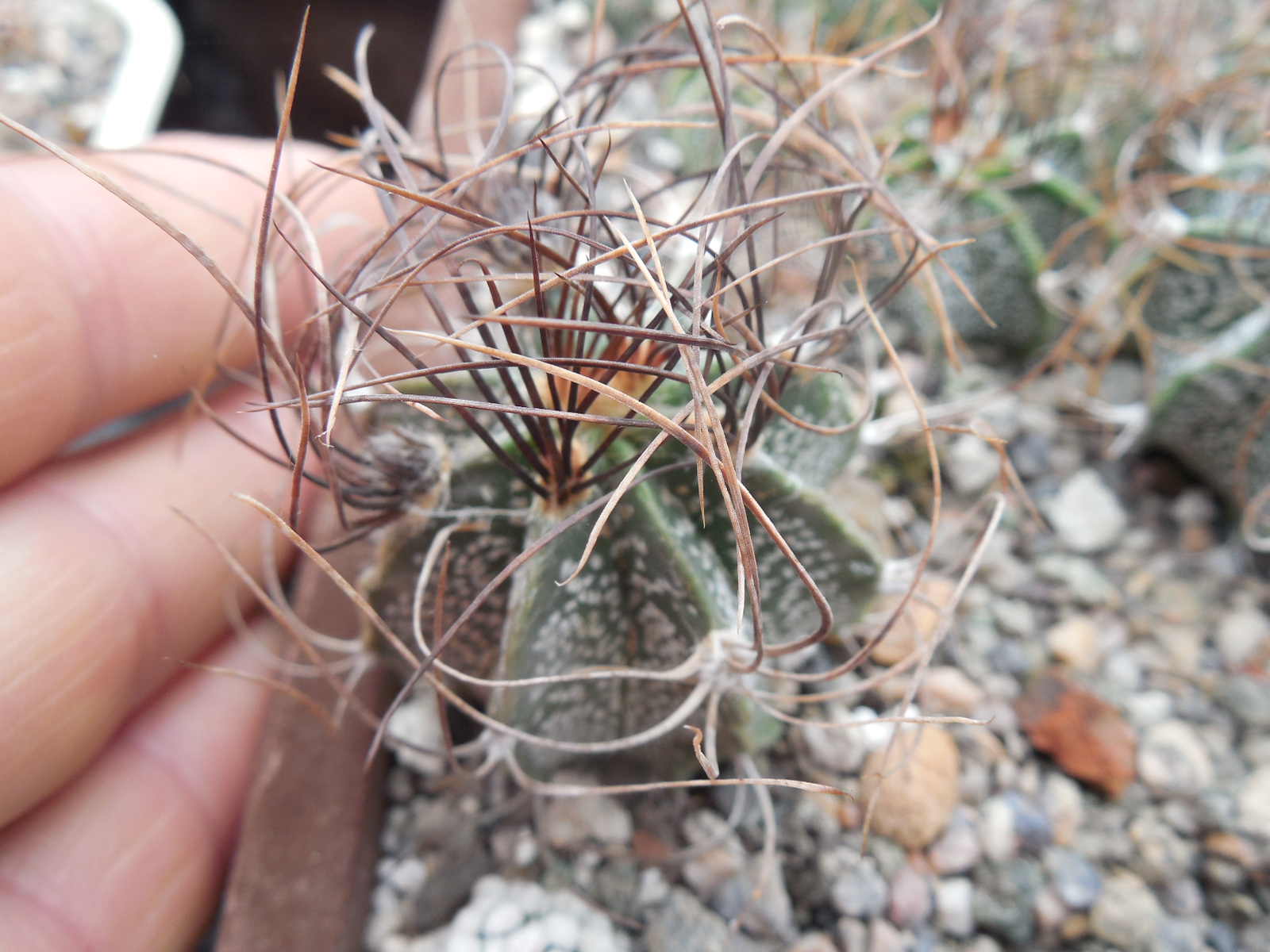 Astrophytum capricorne - v.minor SB 1171 - MG -