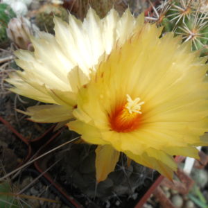 Coryphantha dificilis GM 425 - General Cepeda,Coah. Pavlicek