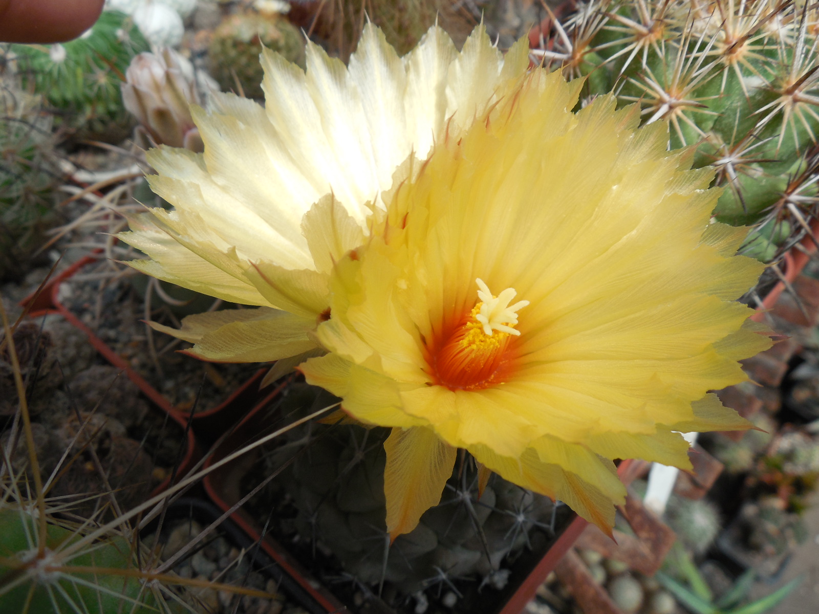 Coryphantha dificilis GM 425 - General Cepeda,Coah. Pavlicek