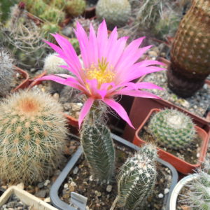 Echinocereus palmeri HK 1581 - MG -