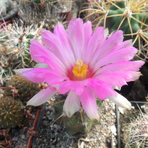 Thelocactus bicolor  - MG -