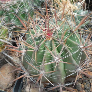 Ferocactus  santamaria SB 1237 - MG -
