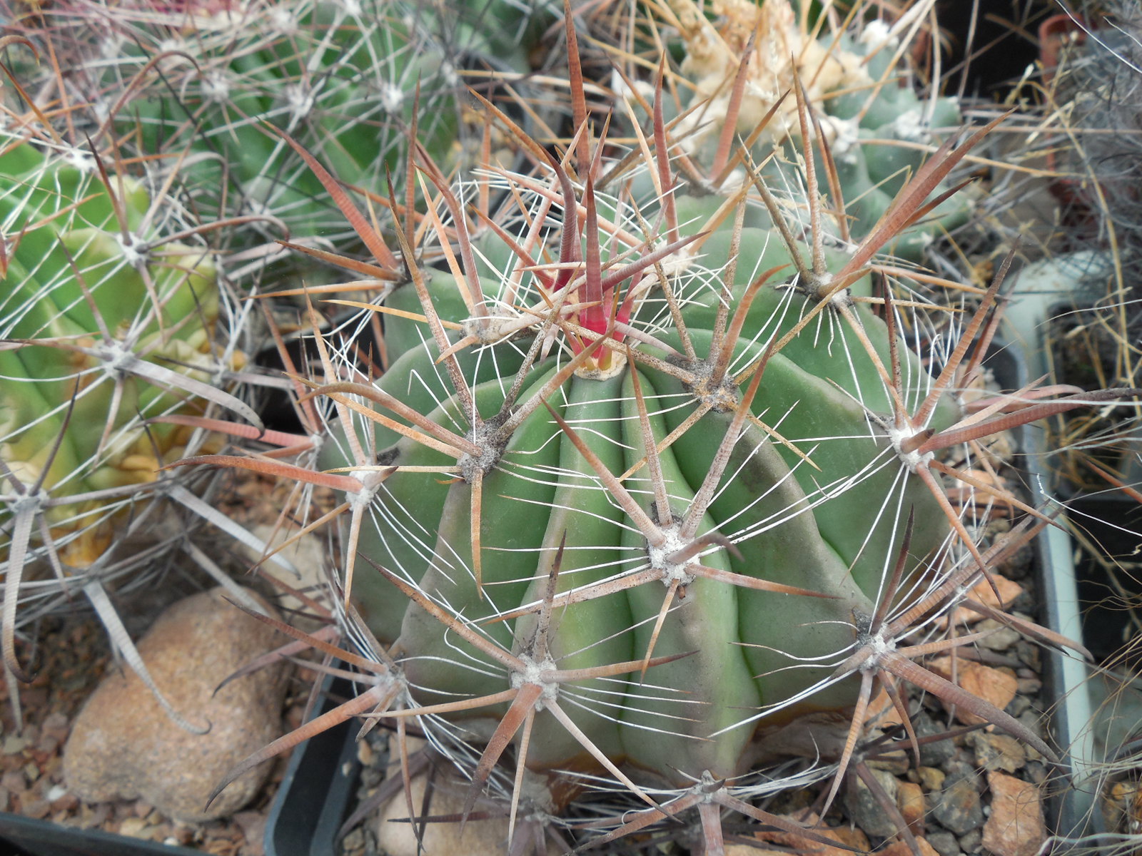 Ferocactus  santamaria SB 1237 - MG -