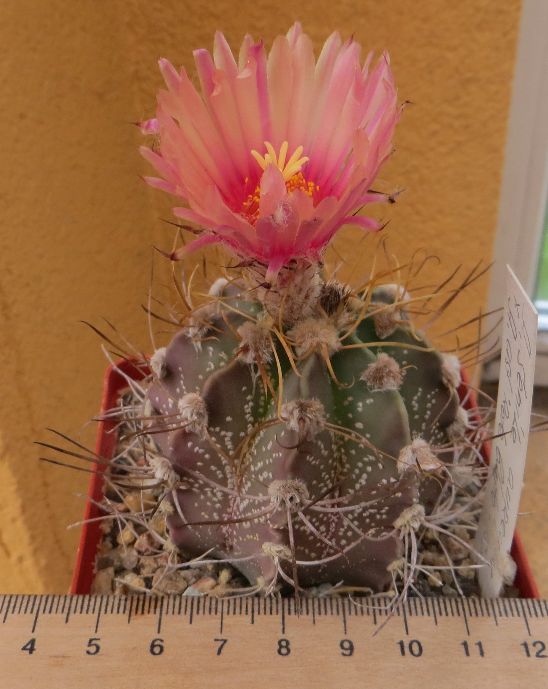 astrophytum senile aureum pink flower куб 8 см