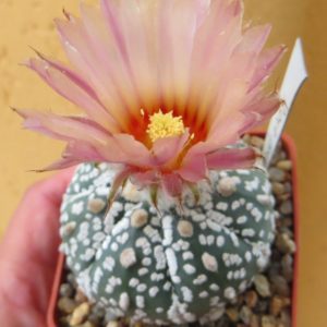 astrophytum super kabuto pink