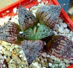 haworthia magnifica splendens x haworthia esterhuizenii