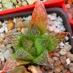 haworthia esterhuizenii  x haworthia picta red