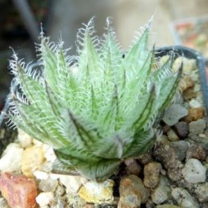 haworthia skabrispina florispina
