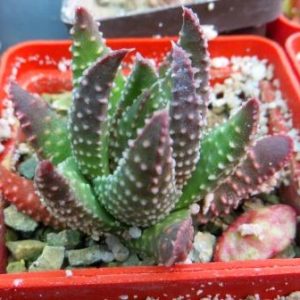 haworthia pumila
