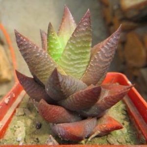 haworthia koelmaniorum x haworthia limifolia spider white