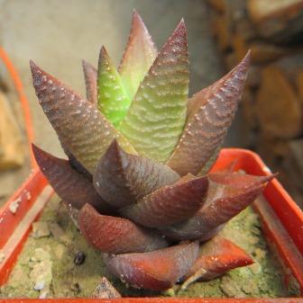 haworthia koelmaniorum x haworthia limifolia spider white
