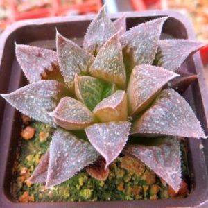 haworthia turgida suberecta x haworthia comptoniana akanko