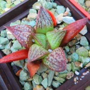 haworthia anna cocosa x haworthia esterhuizenii