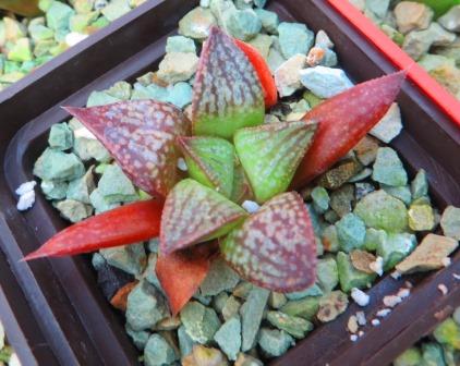 haworthia anna cocosa x haworthia esterhuizenii