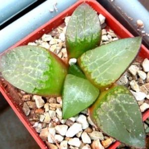 haworthia emelyae komptoniana
