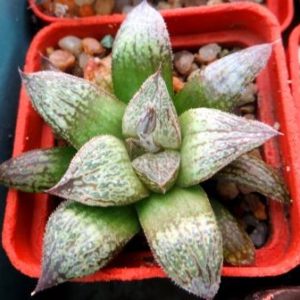 haworthia magnifica splendens hybrid