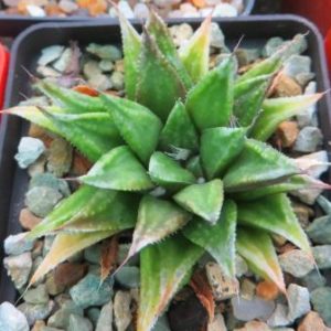 Haworthia *Sugar Candy* x Haworthia pygmaea v. crystallina
