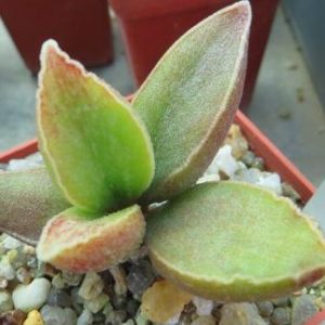 Adromischus marianiae cv. "Limax Arion"