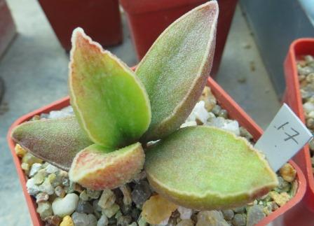 Adromischus marianiae cv. "Limax Arion"
