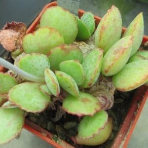 adromischus shuldianus Pofader caudex