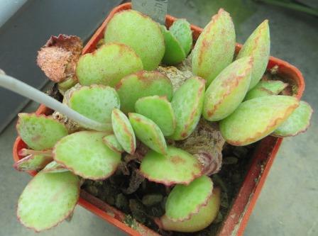 adromischus shuldianus Pofader caudex