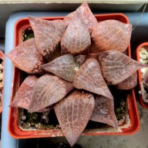 haworthia comptoniana akanko x haworthia comptoniana