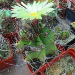 astrophytum crassispinum black куб 8 см!!!