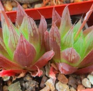 haworthia cooperi leightonii всегда красная