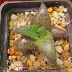 haworthia tesselata